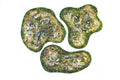 Playmats neoprene 2D terrain set - rough terrain